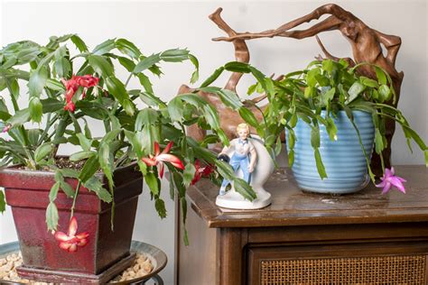 How to Propagate Christmas Cactus + 2 Secrets To Big, Blooming Plants