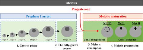 Four phases of Xenopus oocyte meiosis. (1) The growth period: Oocytes ...