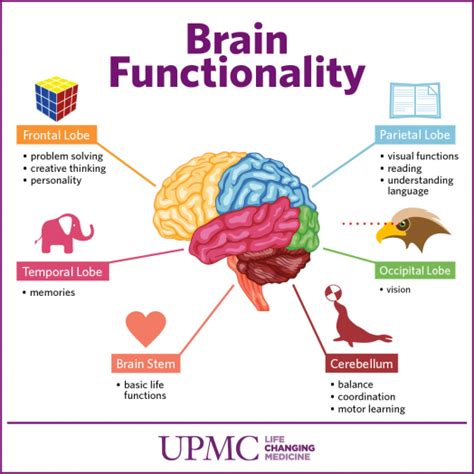 Get to Know The Parts of Your Brain | UPMC HealthBeat