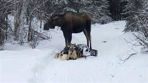 Alaska moose attack: driver prayed 'not to be killed' during hour-long ...