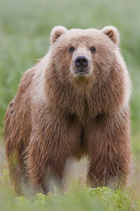 Bear - Wikipedia