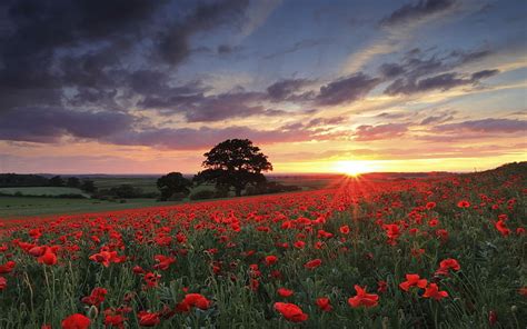 HD wallpaper: poppy, poppies, poppy field, flower field, red flowers ...