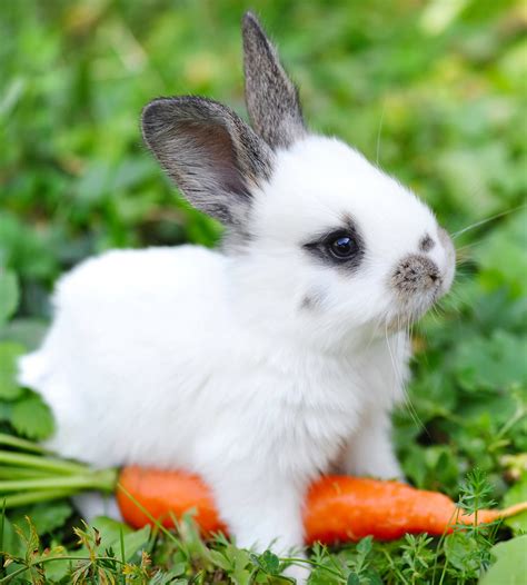 Can Rabbits Eat Carrots Daily Or Just As A Special Treat?