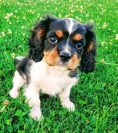 Cavalier King Charles Spaniel Puppies For Sale | Nine Mile Falls, WA ...