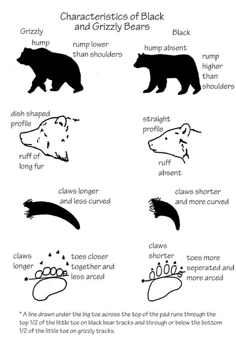 Yellowstone Bear Characteristics - Yellowstone National Park (U.S ...