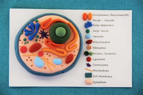 Custom Models For Teachers, Classroom Decor, Plant Cell Models, Science ...