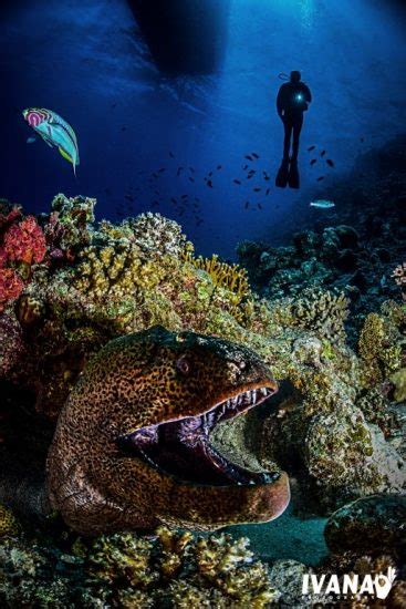 Master of the coral reef – The Giant Moray Eel • Mares - Scuba Diving Blog