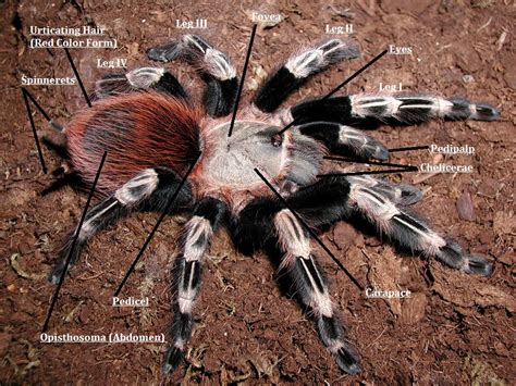 Tarantulas of the World | Tarantula Caresheets - Supplies - Information ...