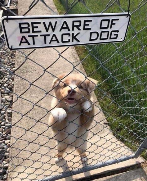 Dangerous Beasts Behind “Beware Of The Dog” Signs