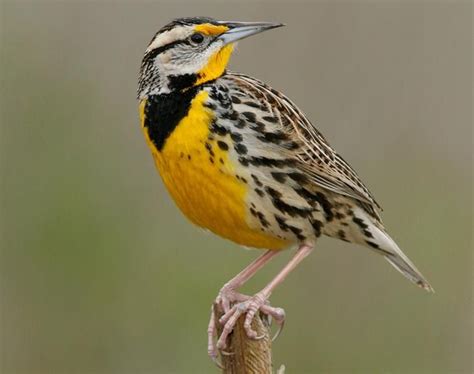 Sturnella magna (Eastern Meadowlark) Восточный луговой трупиал ...