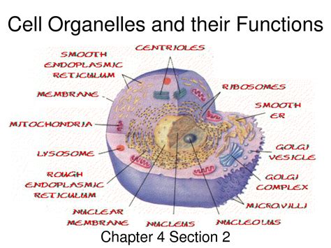 6 Best Images of Animal Cell Organelles Functions Chart - Cell ...