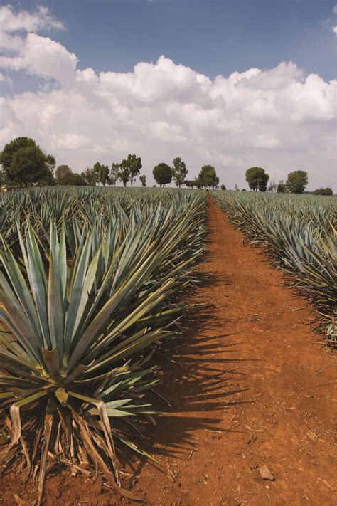 Blue Weber Agave Field Agave Plant Tequila, Agave Field, Ocotillo ...