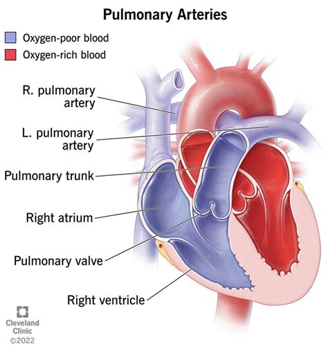 Pulmonary Arteries: What They Are & What They Do