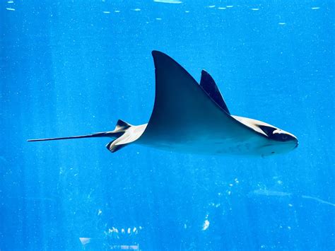 New Study Reveals More About Where Giant Manta Rays Go and Why | Sea ...