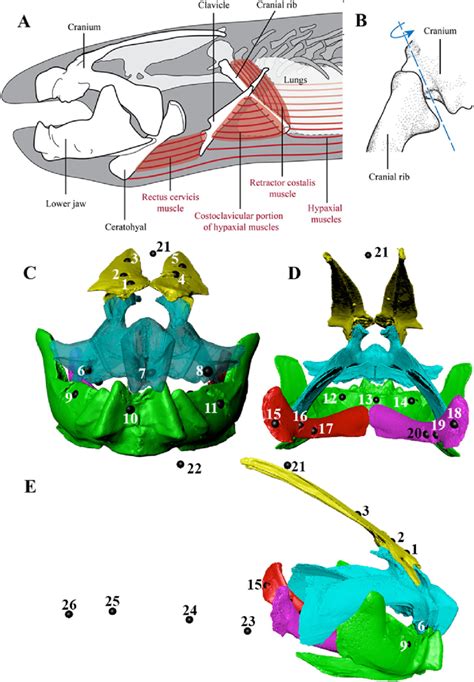 Cranial musculoskeletal anatomy of West African lungfish, Protopterus ...