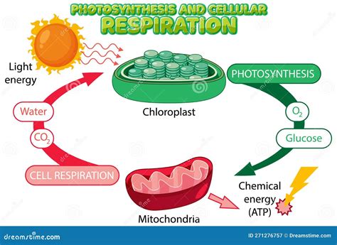 Photosynthesis and Cellular Respiration Diagram Stock Vector ...