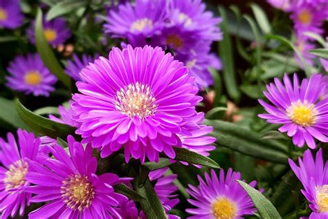 How to Plant, Grow, and Care for Hardy Asters - Dengarden