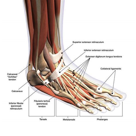 Anatomy of human foot with labels on white background — ankle, leg ...