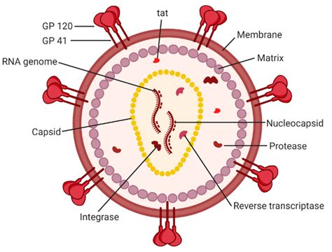 Hiv Virus Structure Animation