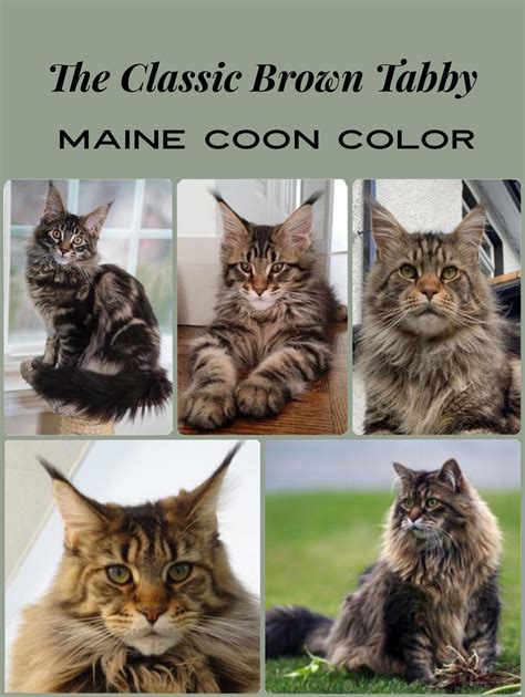 Tabby Maine Coon Cat | Hot Sex Picture