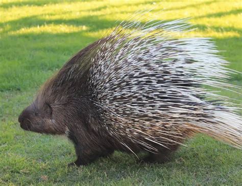 13 Porcupine Facts About These Prickly Rodents