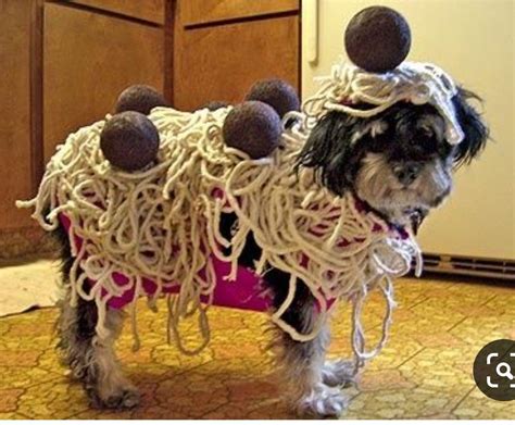 Pin by Zeet Swaggerty on Costumes for animals | Dog halloween costumes ...