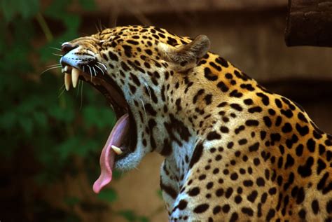 10 Interesting Facts about Jaguars | 10 Interesting Facts