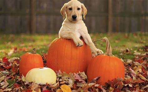 Halloween Dog Wallpapers - Top Free Halloween Dog Backgrounds ...