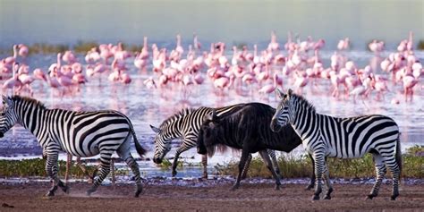 Reasons why Lake Nakuru National Park is Famous | Lake Nakuru Park