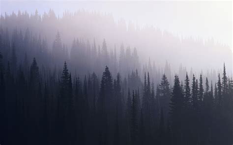 🔥 [30+] Dark Forest Desktop Wallpapers | WallpaperSafari