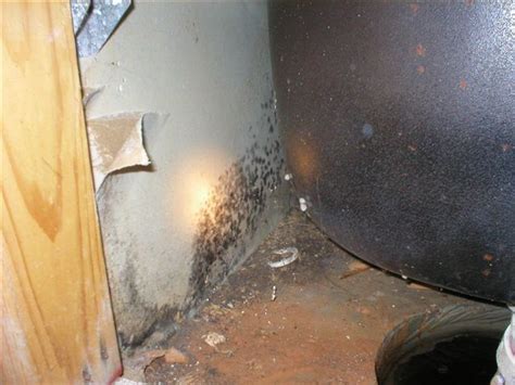 Mold Testing Services Missoula: Black Mold Testing Kit Home Missoula