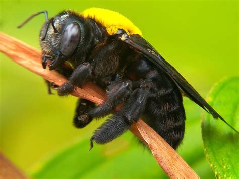 How serious is a carpenter bee sting - Wasp Removal Toronto