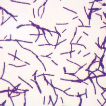 Typical Bacillus Bacteria Microscope slides, w.m. | Carolina Biological ...