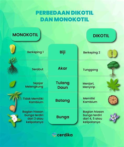 Jelaskan Perbedaan Struktur Jaringan Pada Batang Dikotil Dan Monokotil