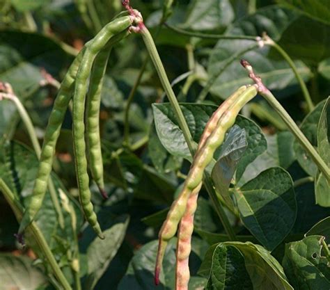 The Many Benefits Of Cowpeas – SC Garden Guru