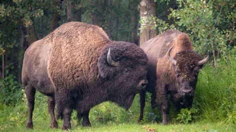 Bison report card shows gains in conservation efforts | CBC News