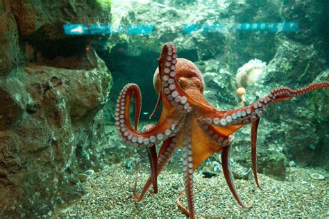 Shedd - giant pacific octopus | Giant pacific octopus, Beautiful sea ...