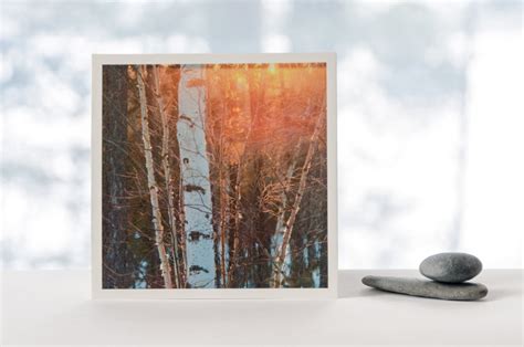 Birch Tree Fine Art Photography Print Nature Photography - Etsy