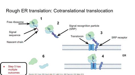 The cell membrane: Synthesis and modification of membrane proteins ...