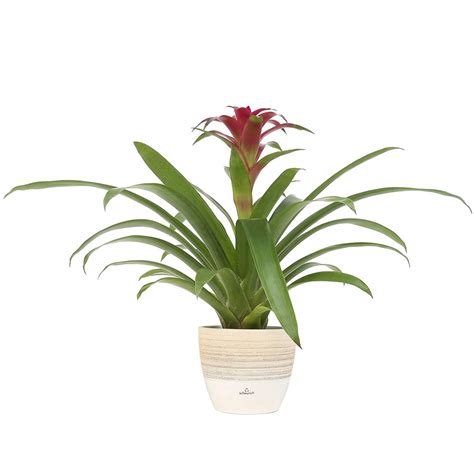 Pink Bromeliad | Where to Buy Pink Houseplants | POPSUGAR Home Photo 6