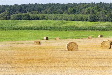 field of corn 9510849 Stock Photo at Vecteezy