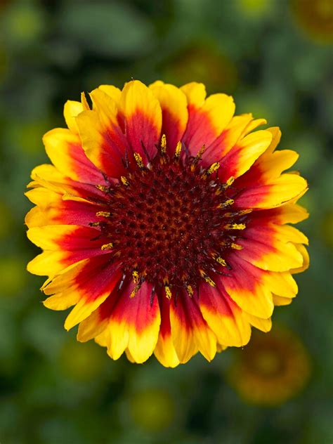 Gaillardia Barbican Yellow Red Ring | Bluestone Perennials