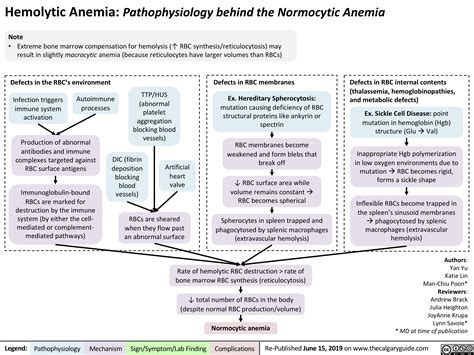 Hemolytic Anemia – Pathophysiology | Calgary Guide