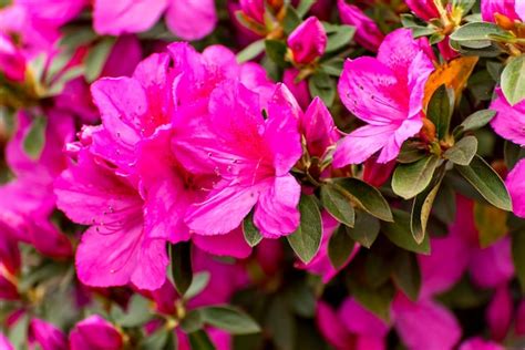 Premium Photo | Beautiful shrub with azalea flowers