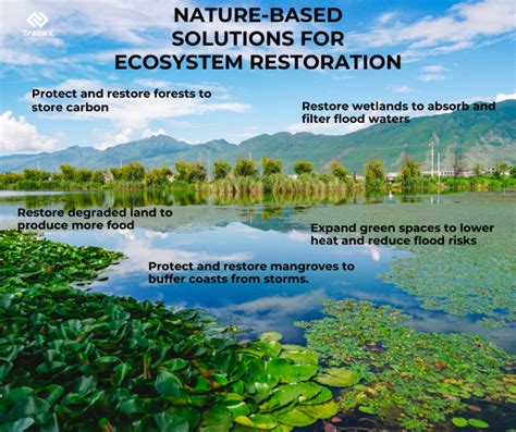 5 Best Practices for Ecosystem Restoration | Nature-Based Solution