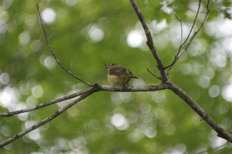 NestWatch | Female Scarlet Tanager With Nesting Material. - NestWatch