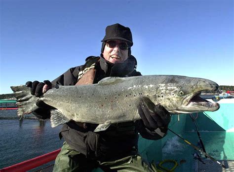 Atlantic Salmon Are a Fascinating But Troubled Fish Species