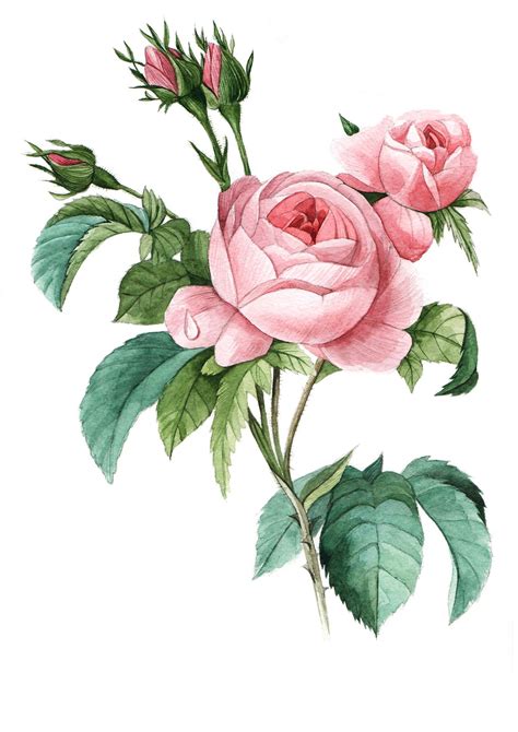 Rose on Behance | Botanical drawings, Redoute flowers, Botanical art