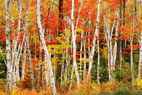 photos of white birch trees in the fall | Only two things are infinite ...