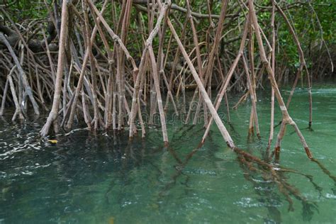 Mangroves Roots Up Close, Mogo Mogo Island, Panama. Stock Photo - Image ...